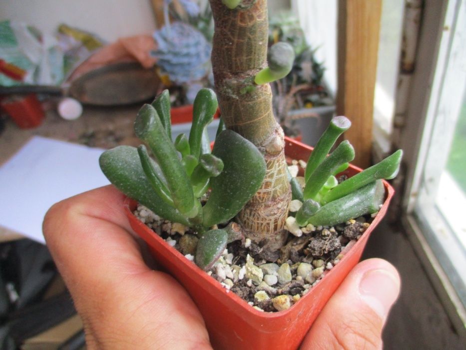 Красула овата голум (crassula ovata gollum)