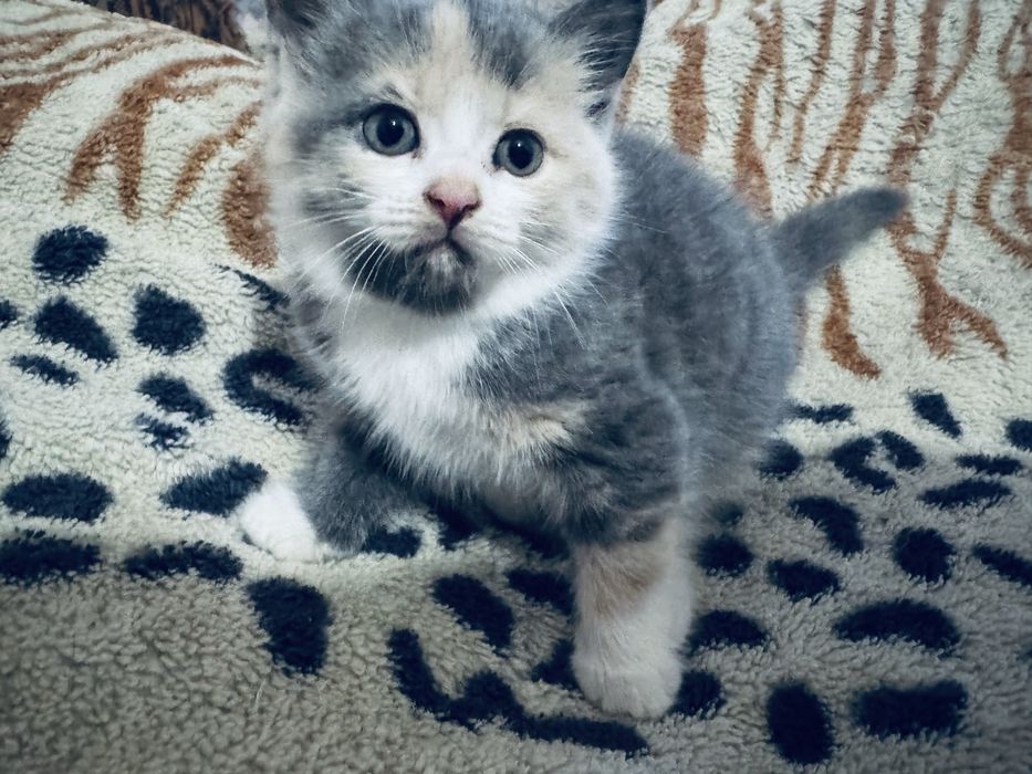 Продається чистокровна прямоуха британська дівчинка