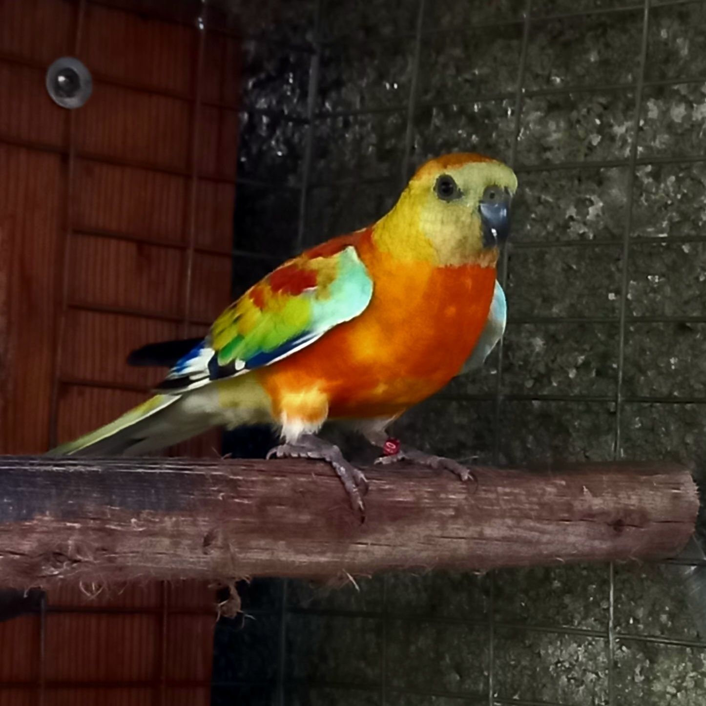 Red rumped  macho e fêmea
