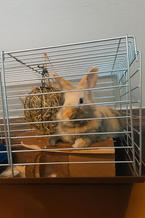 Siano dla królików – naturalne, wiejskie – 1 kg