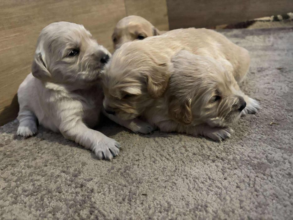 Szczeniak Golden Retriever - Piesek