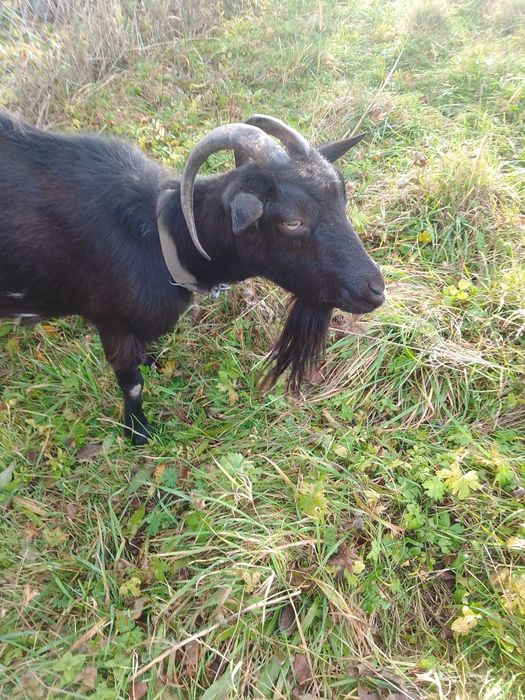 Доросла коза і кізонька