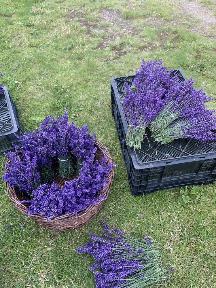 Świeże bukiety lawendowe Lawenda Hidcote 5szt.