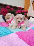 Maltipoo  suczka  , pudel toy , maltańczyk
