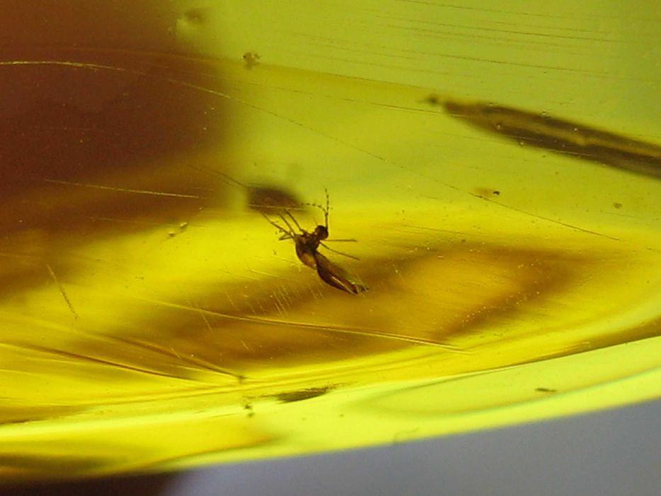 Чудовий подарунок.Янтарь натуральный 28,4 грамма с насекомым внутри