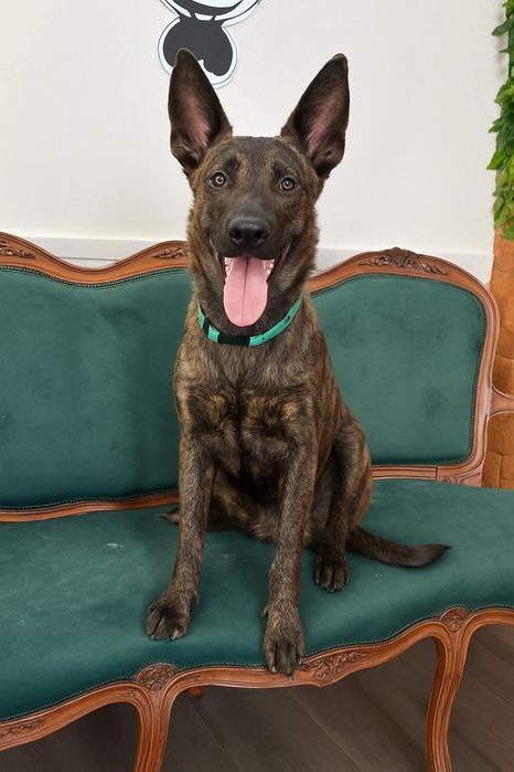 Cachorro XOLOITZCUINTLE COM PELO