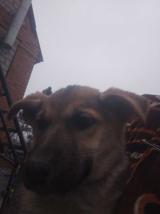 Отдам в Хорошие руки девочку