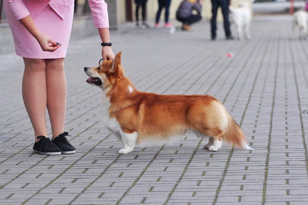 Ruda suczka z krotkim ogonem Welsh Corgi Pembroke FCI