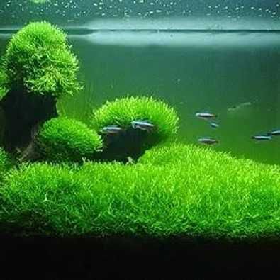 Plantas Tapete | Riccia Fluitans | Musgo de Java - Planta Aquário