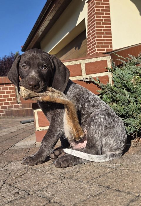 Wyżeł niemiecki krótkowłosy po polujacych rodzicach!