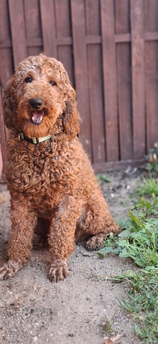 Szczenię pudel średni red z metryką