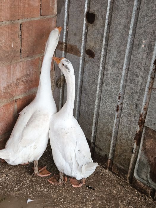 Casal de ganso chines adultos