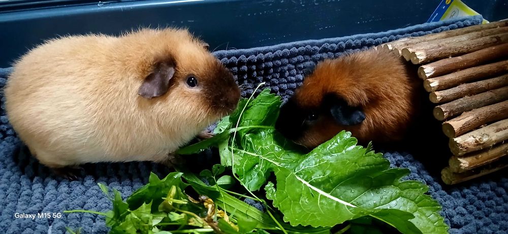 Oddam Świnki morskie do adopcji.