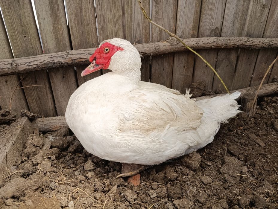 Селезень индоутки на племя, индоутка