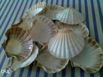 Concha mar - vieira (king scallop) - batismo - 12x