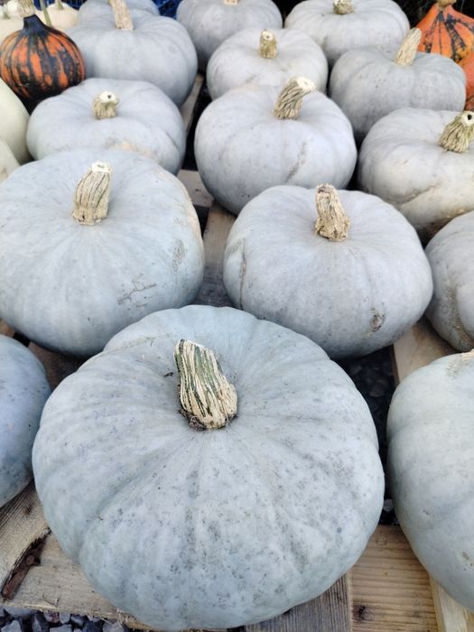 Dynia Halloween, szara , piżmowa , makaronowa