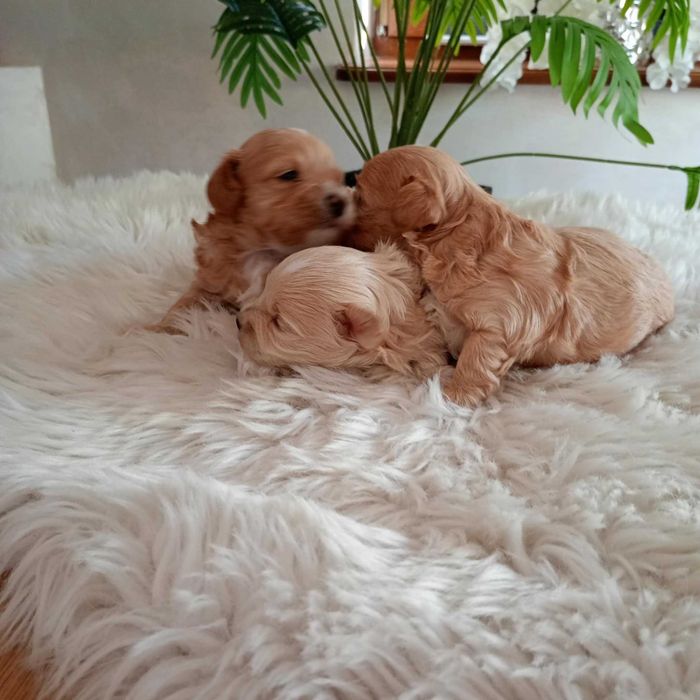 Śliczny Piesek Maltipoo