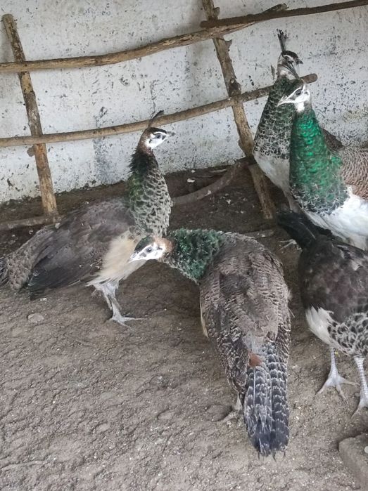 Sprzedam pawie niebieski