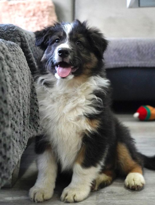 Owczarek australijski typ amerykański aussie szczeniak szczenięta FCI