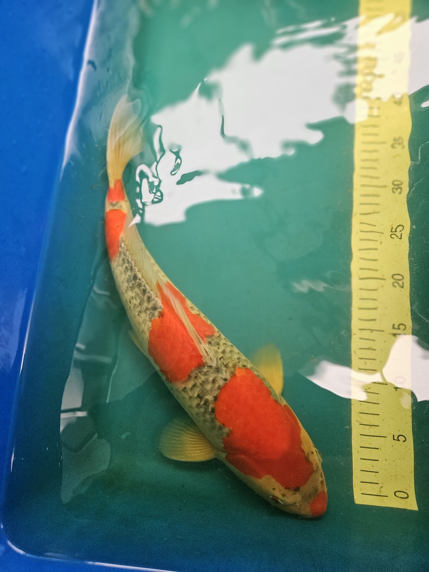 Carpa Koi - GOSHIKI 42cm