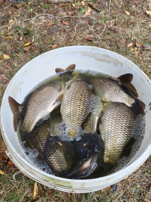 Narybek karasia srebrzystego żywiec zarybianie