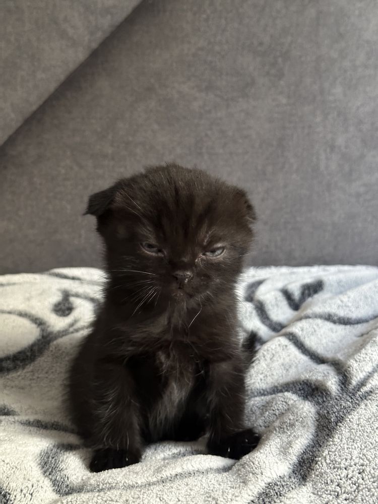 Шотландські котята