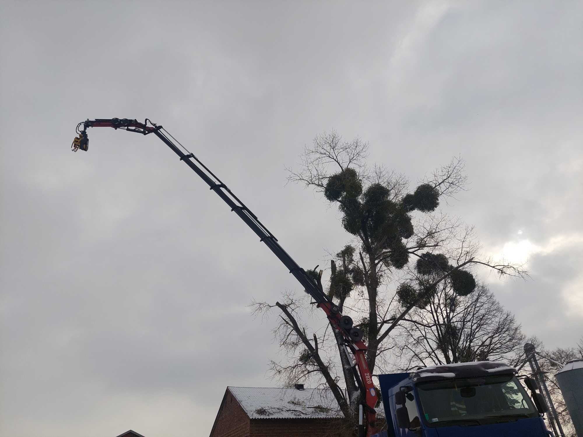 Wycinka drzew przycinanie korony ,ogławianie za pomocą chwytaka z piłą