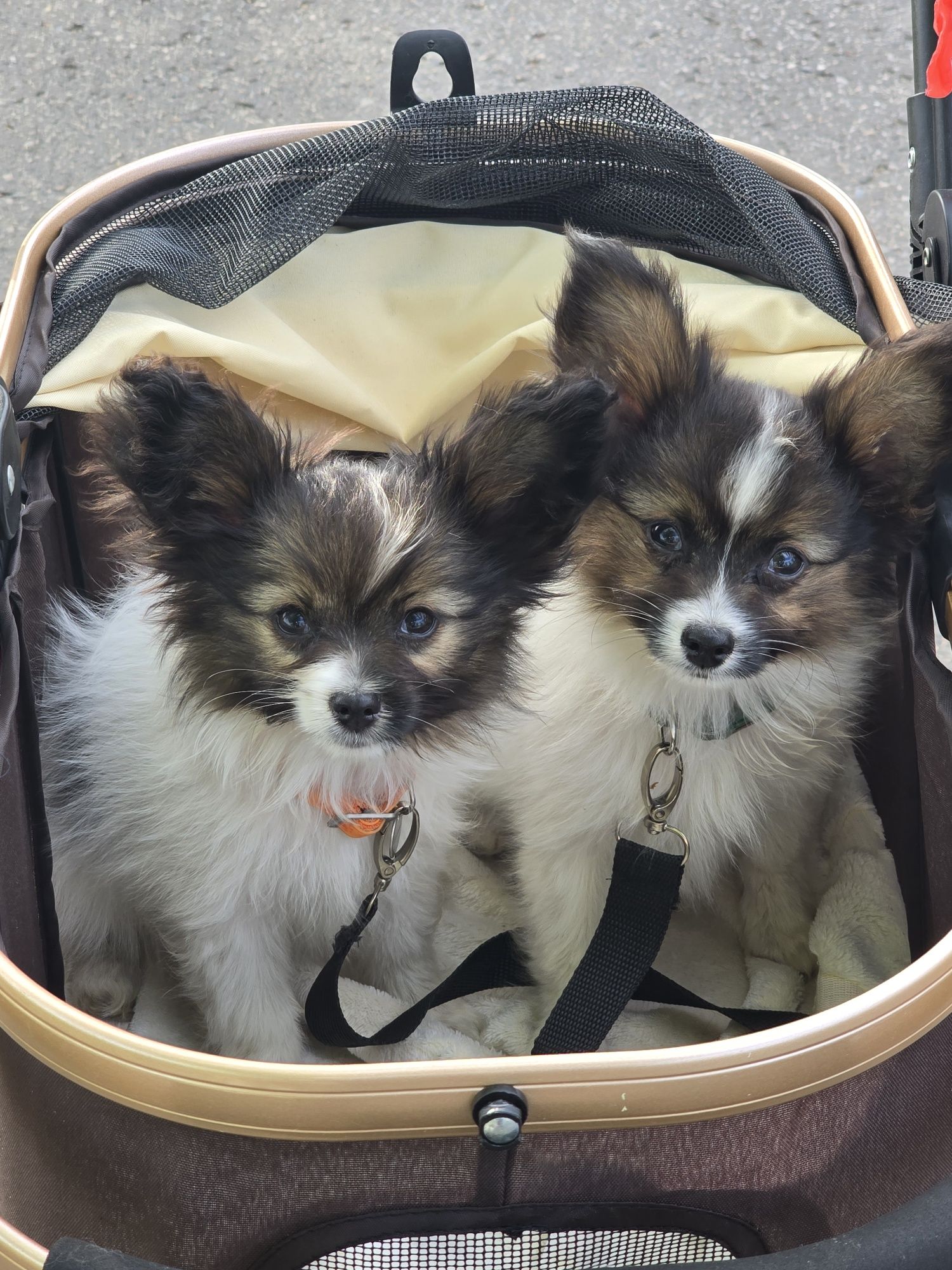 Papillon piesek FCI