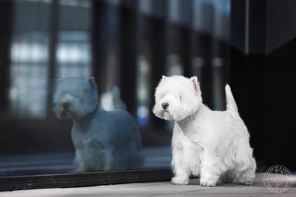West Terrier ZKwP piesek po Championie