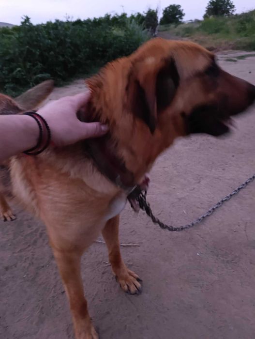 MICHALINA 1,5 cudowna sunia uratowana z łańcucha