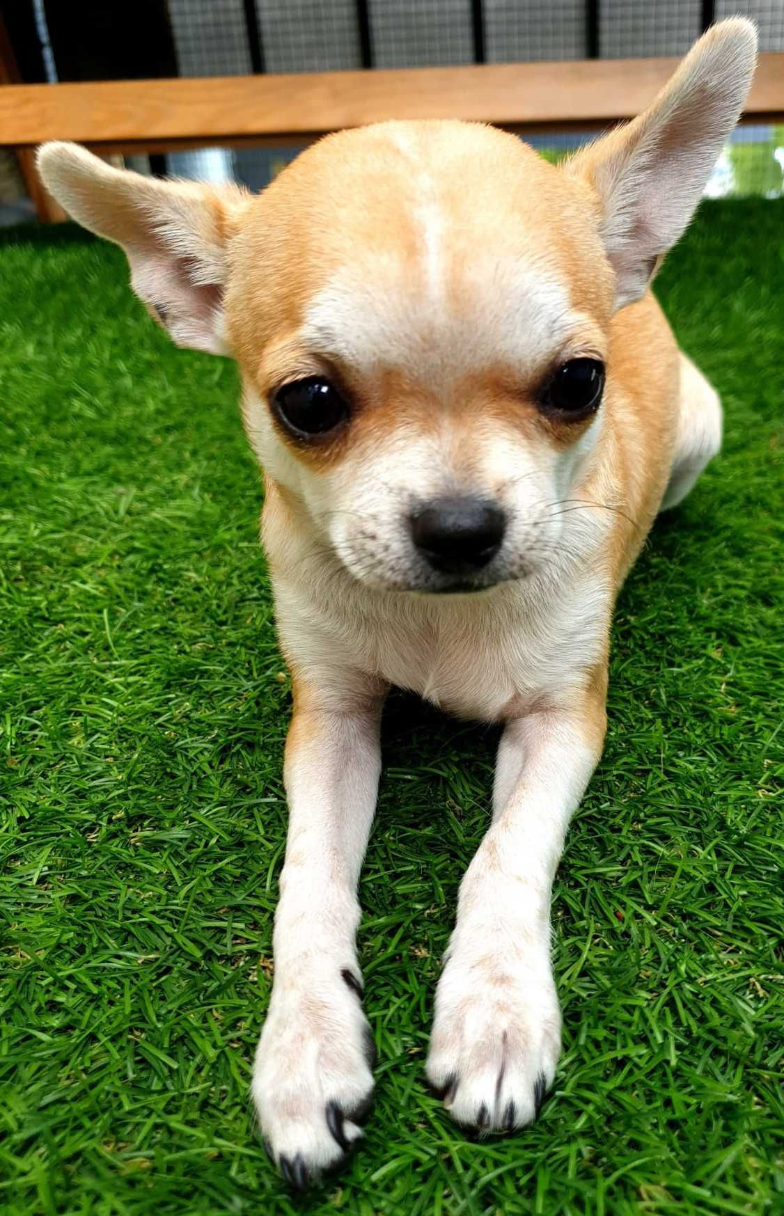 Piesek Chihuahua gotowy do odbioru