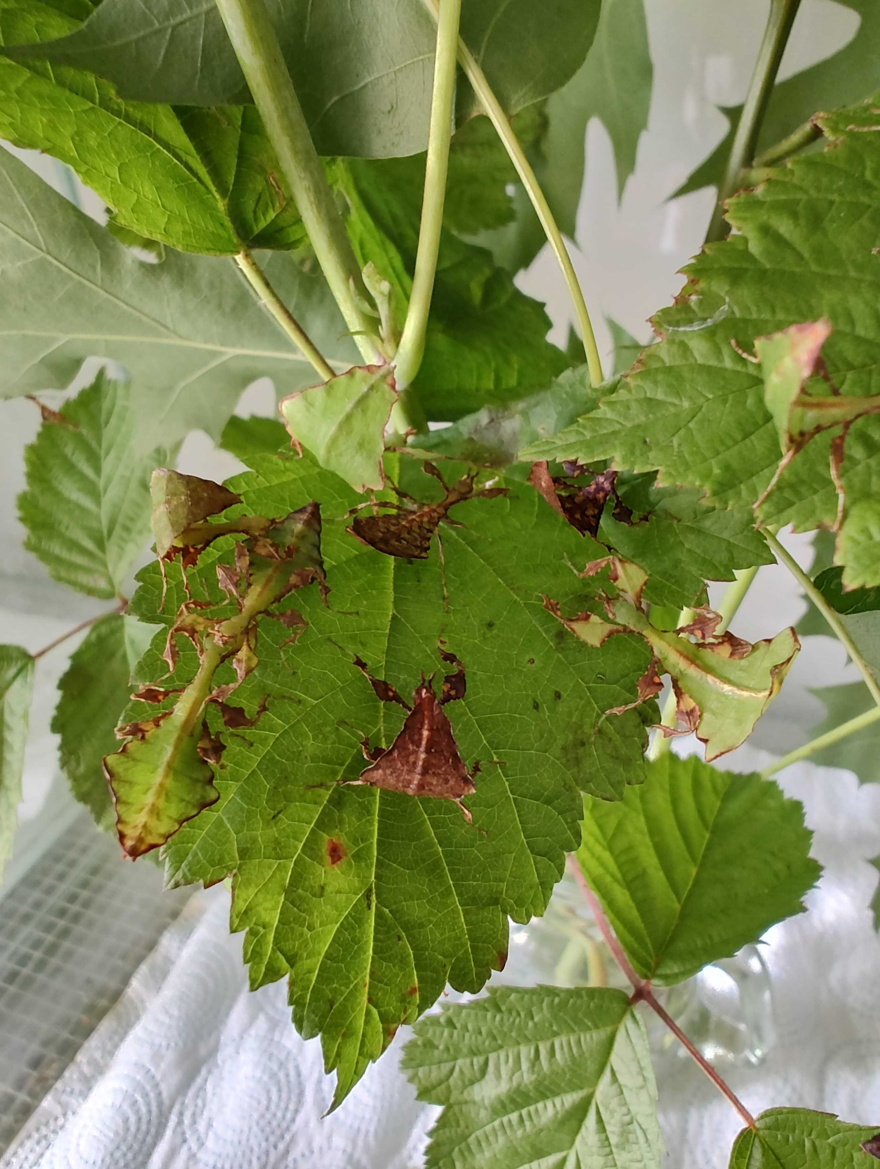Liściec olbrzymi (Phyllium giganteum) L1-L2