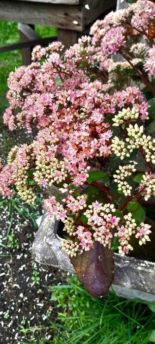 Очиток(седум) Матрона