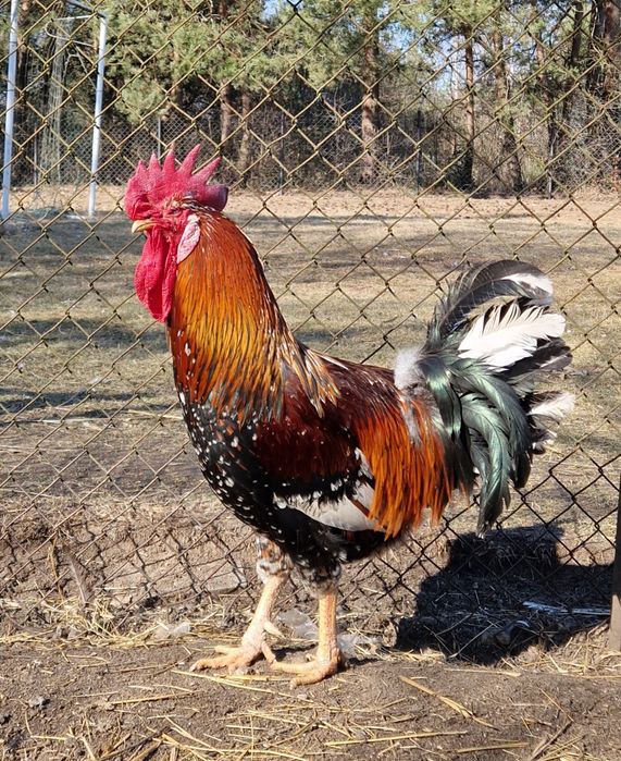 Jaja lęgowe włoszka lehorn zielononóżka  wyayendotta