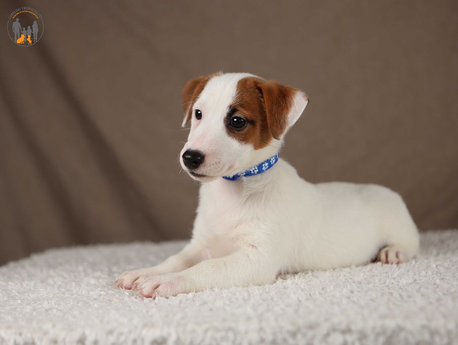 Jack Russell Terrier ZKwP FCI z Paszportem