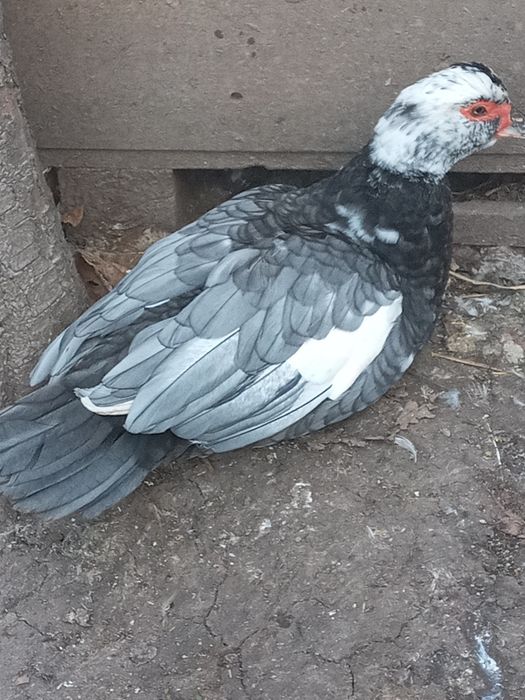 Продам качки шипуни