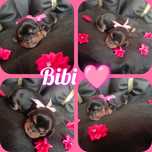 Cudna dziewczynka Bibi Black an tan Cavalier King Charles spaniel