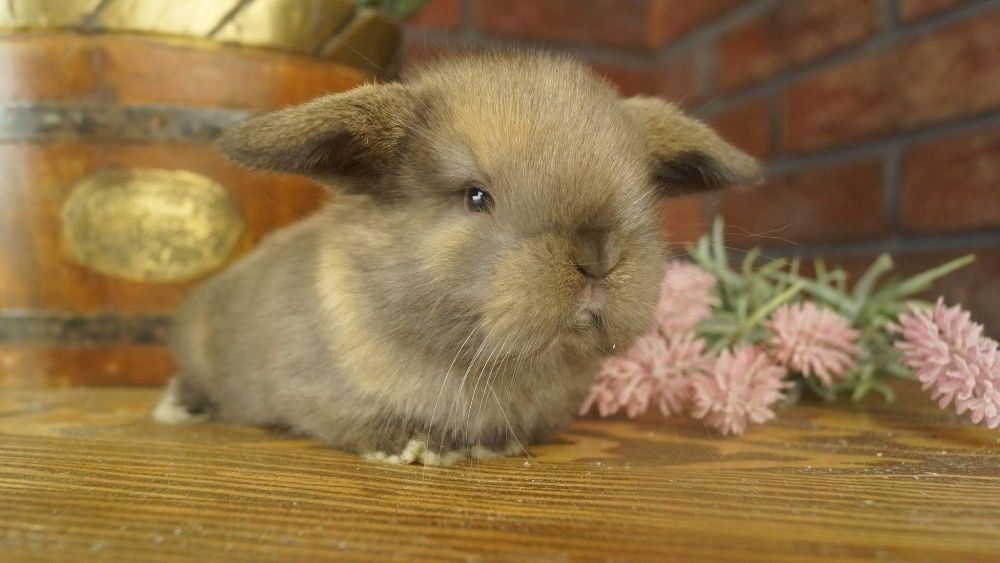 Mini lop do odbioru, mini lopy, karzełek teddy Poznań, miniaturka,