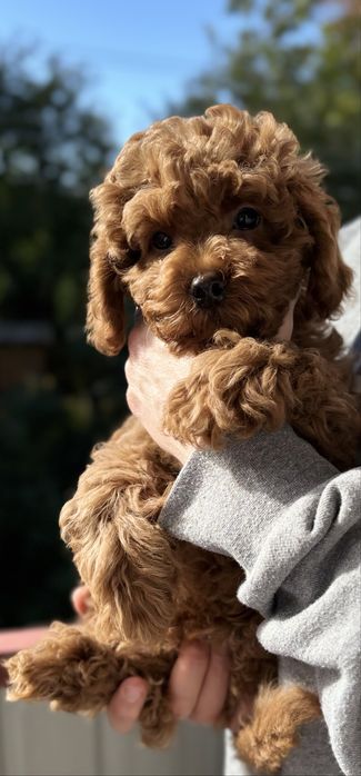 Гарний той пуделяшка ред браун Китай