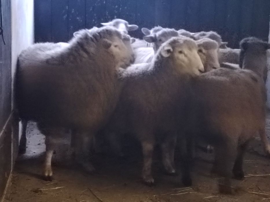 Owce kotne, baranki jagliczki