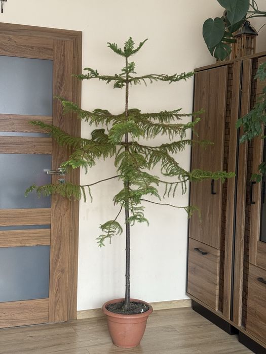Araukaria ok. 190 cm