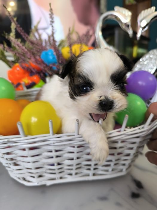 Suczka shih tzu Zhpr UCI umowa chip wyprawka rodowód 4 pokoleniowy