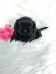 Piękna czarna suczka rasy Shih-Tzu szuka domku