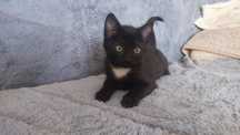 Trzy kocurki do adopcji