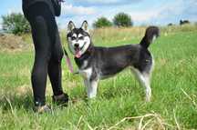 Joko – piękność w typie husky szuka swojego człowieka