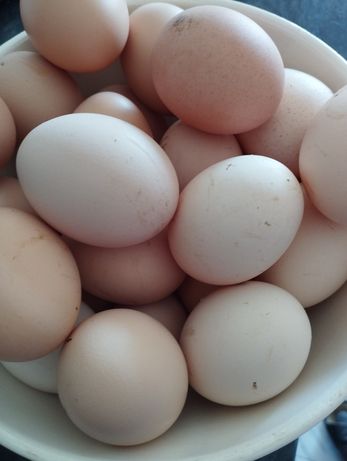 Яйця домашні свіжі