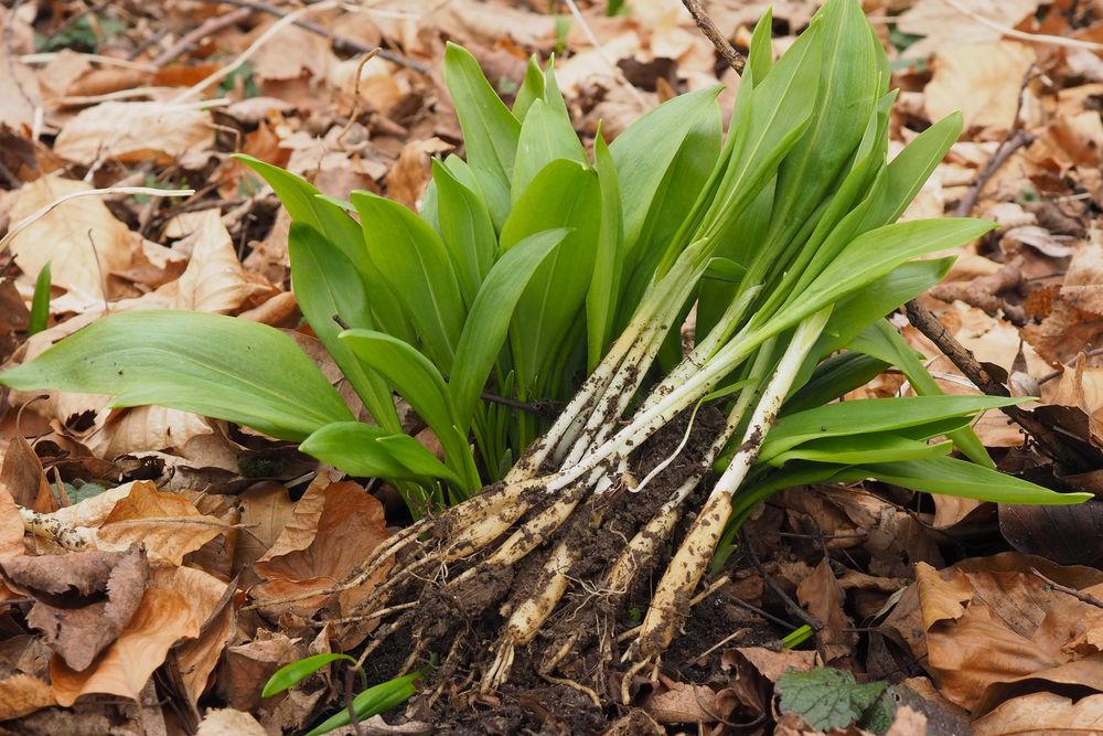 Czosnek niedźwiedzi, cebulki