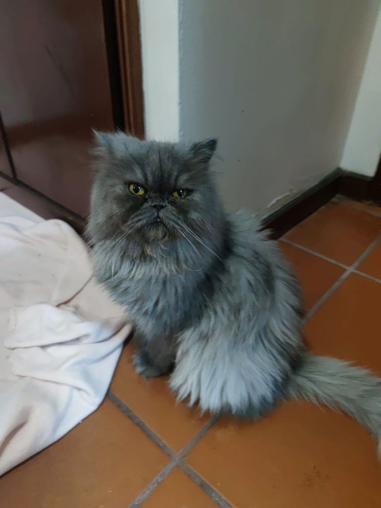 Persa azul macho puro