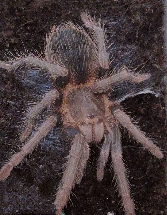 lasiodora parahybana Kudłatka olbrzymia L7