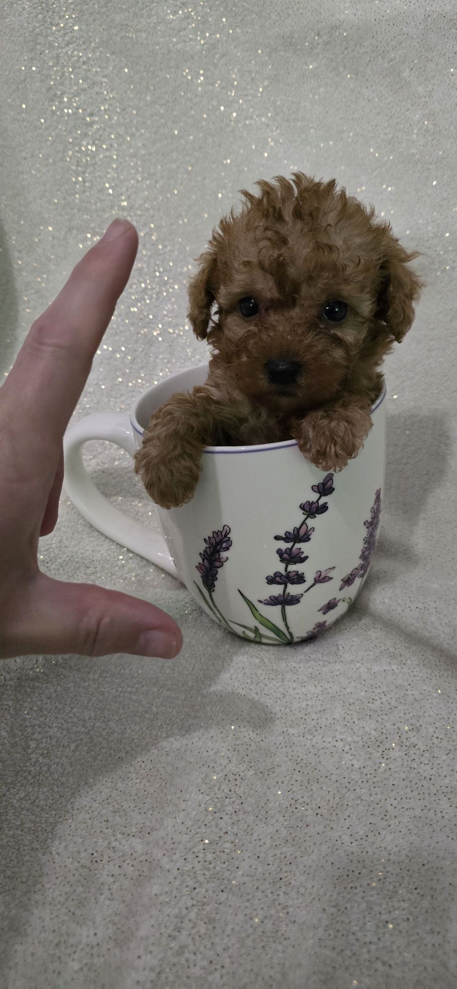 Maltipoo mini chłopczyk do odbioru